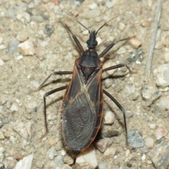 Triatoma rubida