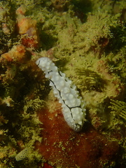 Phyllidiella rudmani image
