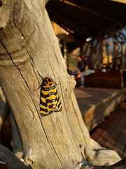 Amphicallia bellatrix