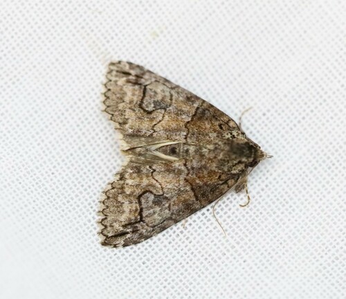 Hypoprora lophosoma