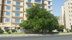 Albizia lebbeck