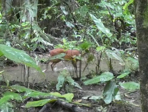 Central American Red Brocket