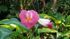Costus lucanusianus