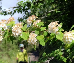 Spiraea tatakaensis