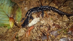 Plethodon glutinosus