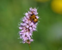 Clytra quadripunctata