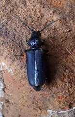 Tetropium castaneum