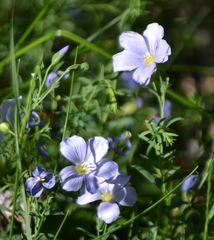 Linum alpinum