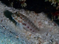 Gnatholepis cauerensis