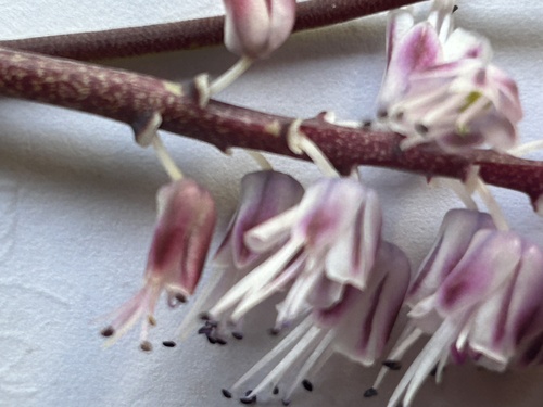 Rush Viooltjie (Lachenalia juncifolia)