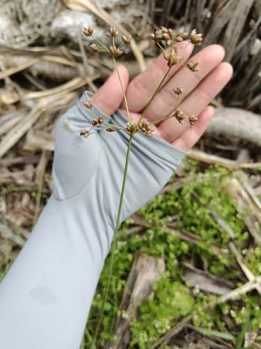 Fimbristylis cymosa iNat (3)