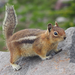 Cascade Golden-mantled Ground Squirrel - Photo (c) Wendy Feltham, some rights reserved (CC BY-NC), uploaded by Wendy Feltham