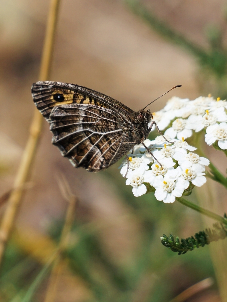 Southern False Grayling