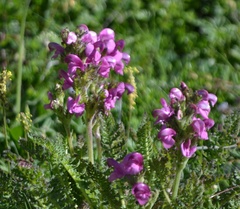 Pedicularis gyroflexa