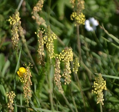 Plantago alpina