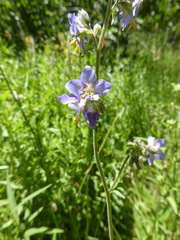Polemonium occidentale
