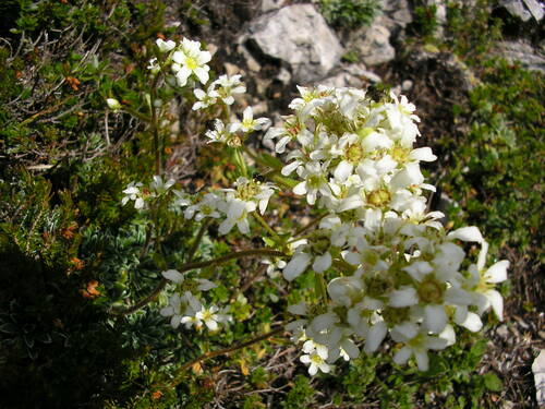 Image of Saxifraga crustata by (c) Bob, some rights reserved (CC BY)