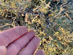 Psorothamnus arborescens