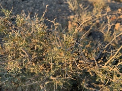 Psorothamnus arborescens
