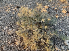 Psorothamnus arborescens