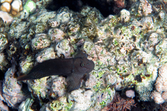 Cirripectes stigmaticus