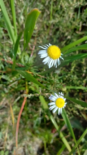 Felicia tenella, photograph 6