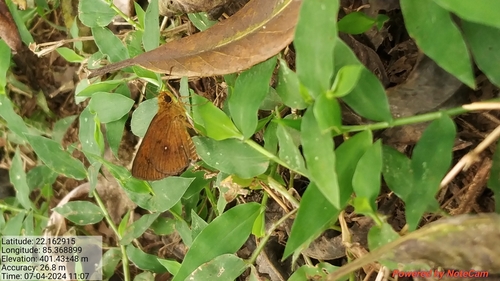 Chestnut Bob