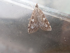 Udea olivalis