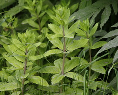 Hylotelephium verticillatum