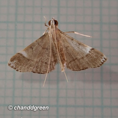 Cangetta hartoghialis