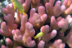 Pomacentrus moluccensis