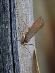 Crassa unitella