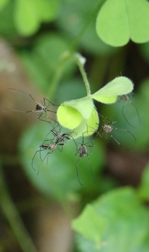 Armigeres subalbatus photo 3