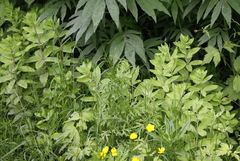 Hylotelephium verticillatum