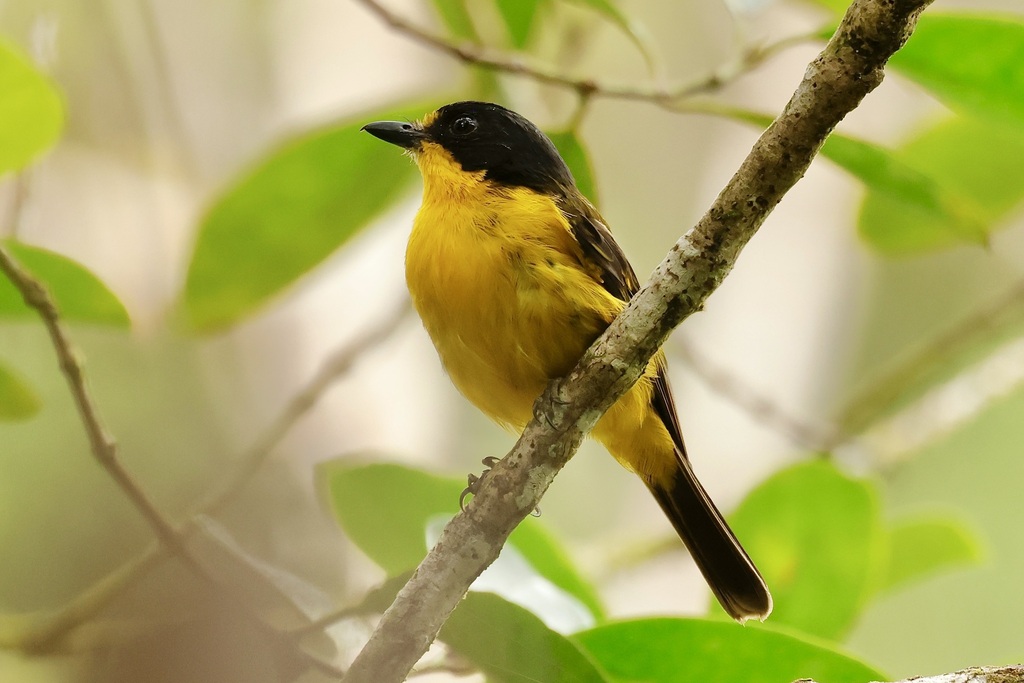 Fiji Whistler