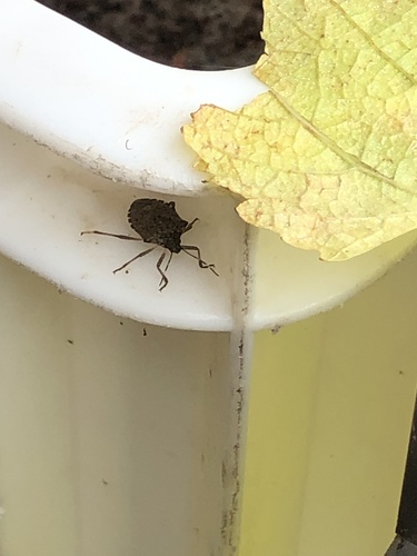Halyomorpha halys