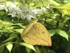 Catopsilia pomona