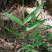 Arundinaria gigantea tecta - Photo (c) Suzanne Cadwell, algunos derechos reservados (CC BY-NC)
