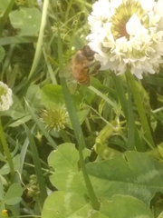 Apis mellifera