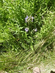 Polemonium occidentale