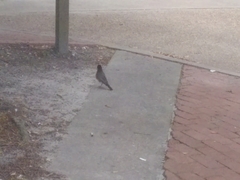 Turdus migratorius migratorius