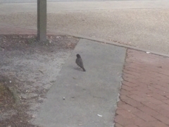 Turdus migratorius migratorius