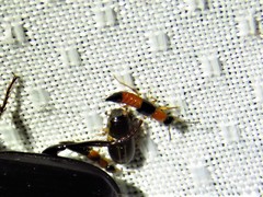 Paederus littorarius