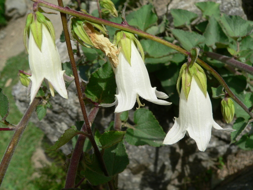 Image of Campanula alliariifolia by (c) Bob, some rights reserved (CC BY)