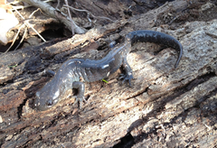 Ambystoma jeffersonianum