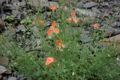 Papaver fugax