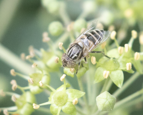 Big-headed Lagoon Fly photo 3