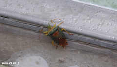 Acanthosoma denticaudum