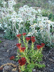 Rhodiola himalensis