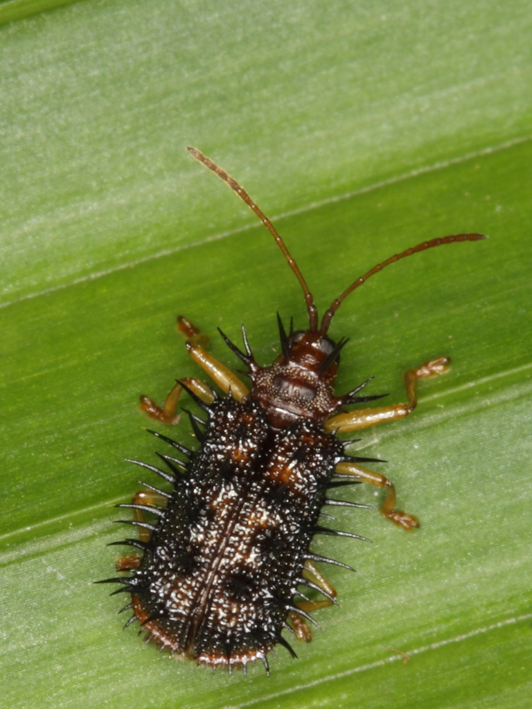 Dactylispa